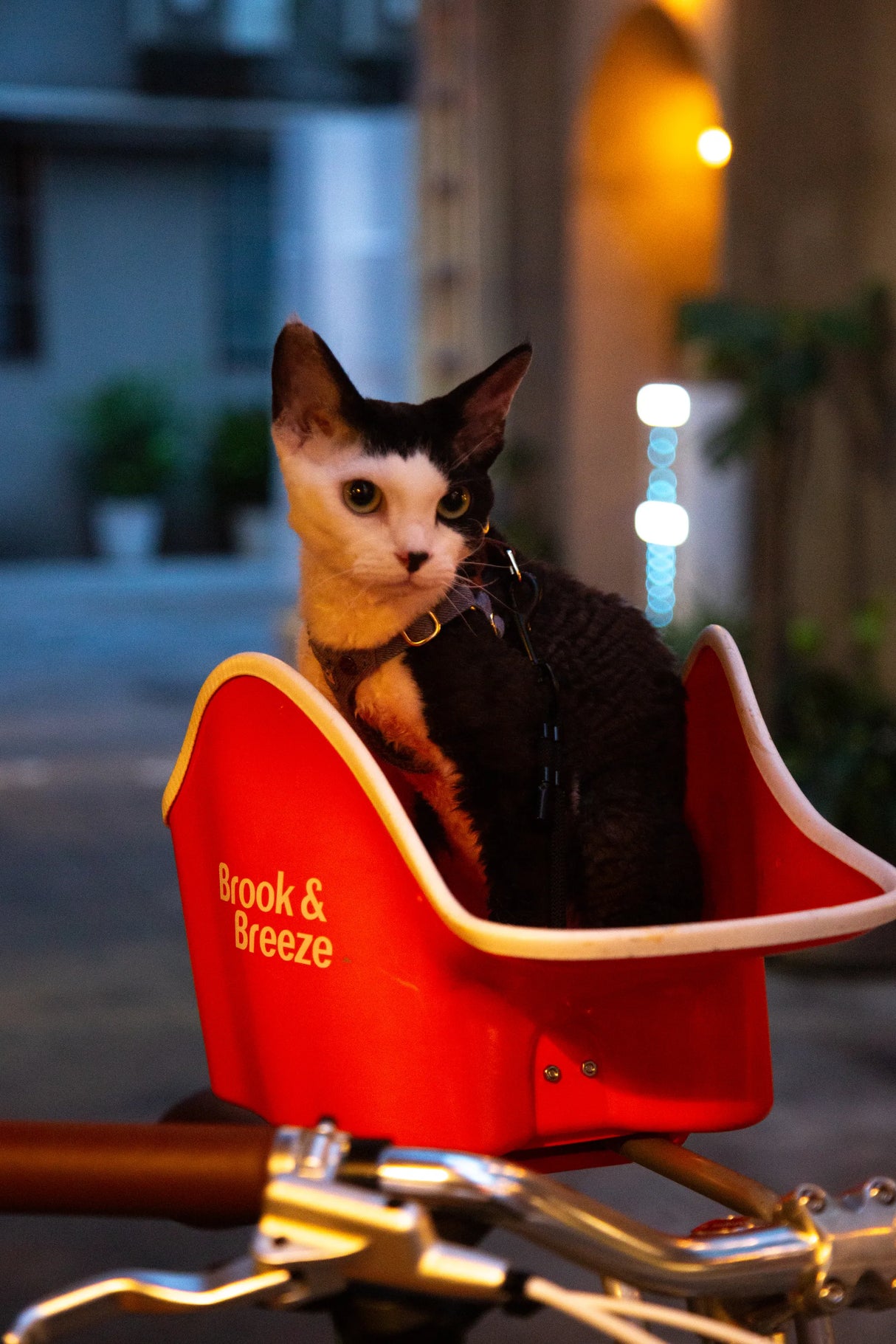 Brook & Breeze Canine Copilot - Fietsstoel voor hond of kat - SpirePets