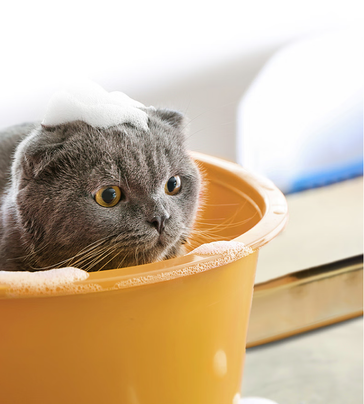 Mousse droogschuim shampoo voor huisdieren - SpirePets
