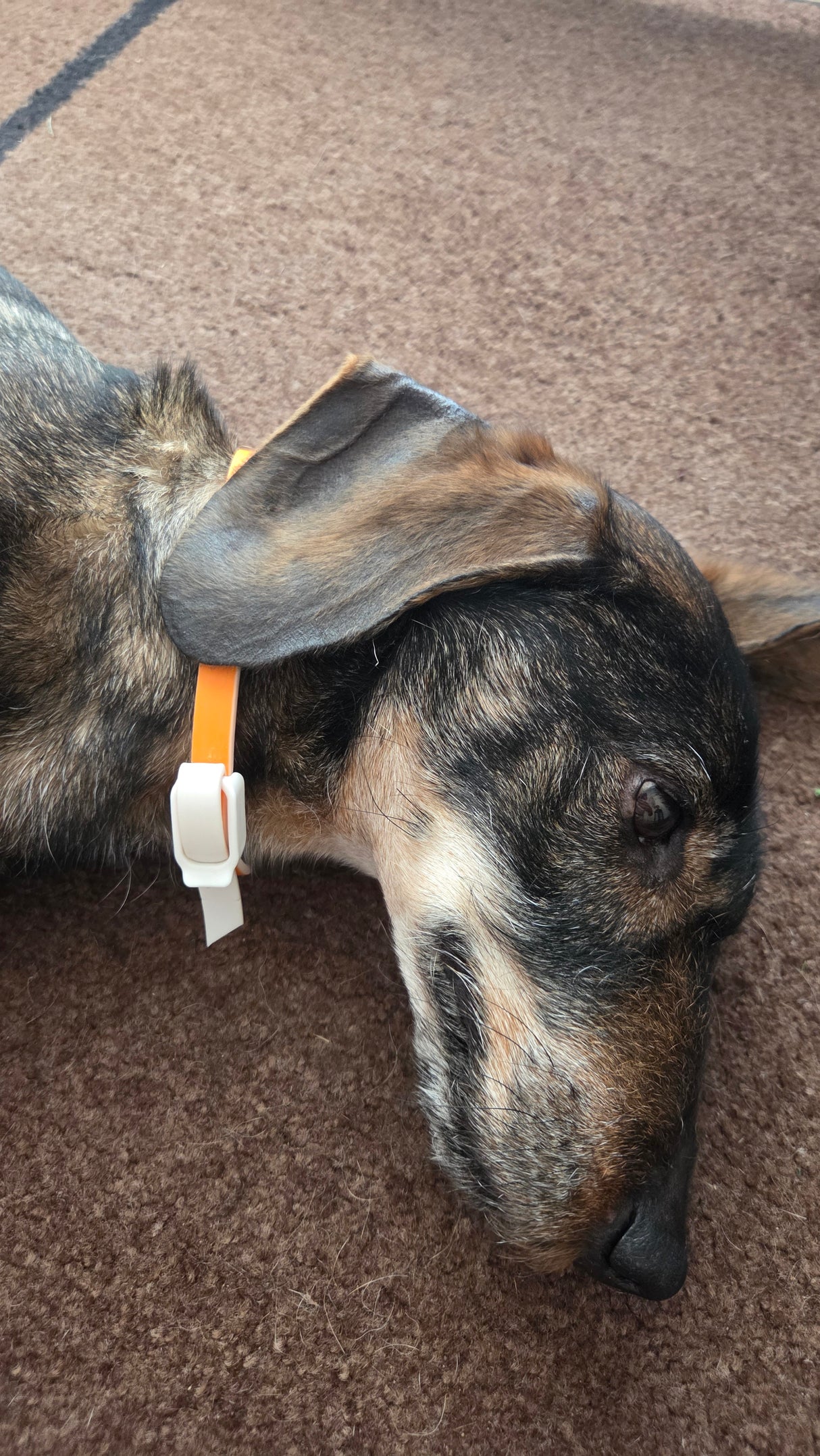 Natural Flea and Tick Collar - 60cm - Orange