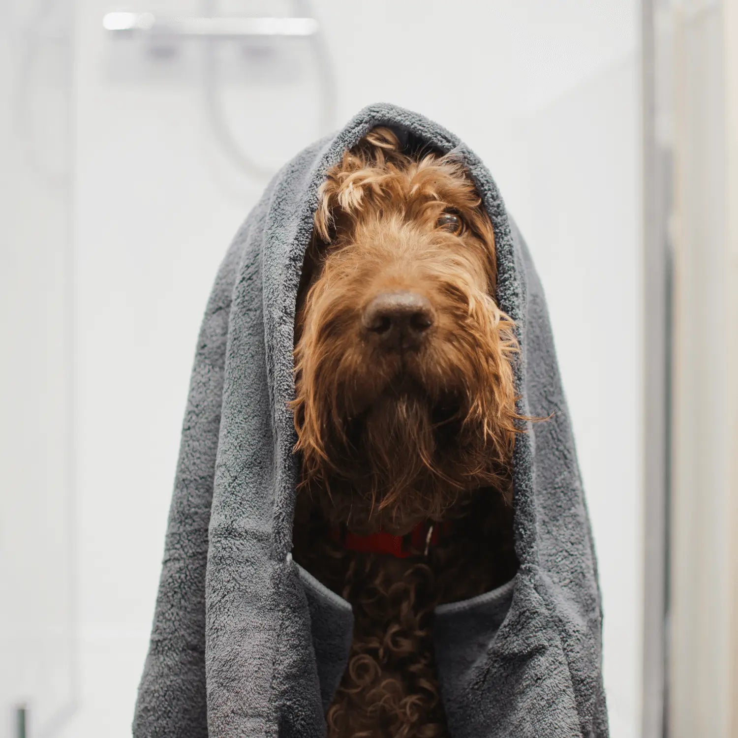 Herfst essentials voor honden en katten: Houd je huisdier droog en schoon in regenachtig weer SpirePets