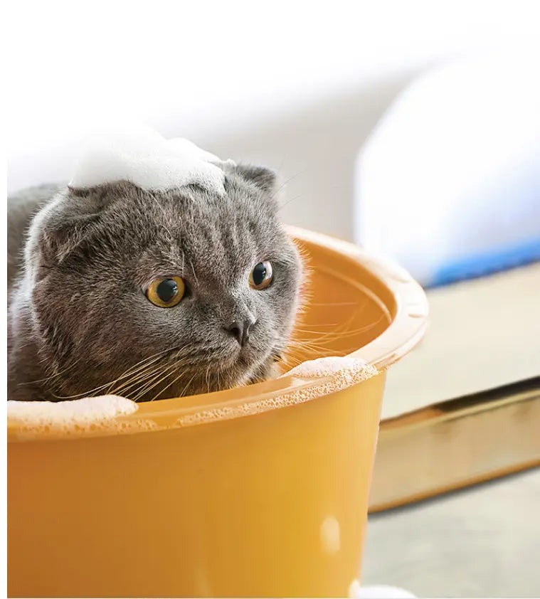 Lente in aantocht! Leuke lente tips voor jouw hond of kat SpirePets