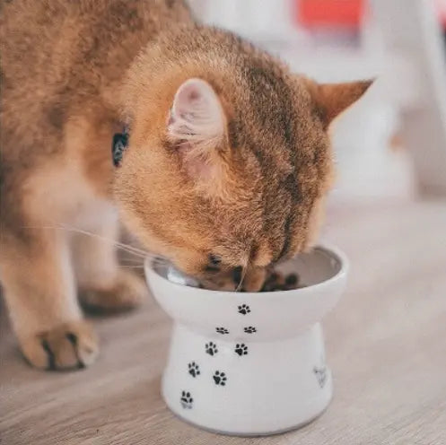 De perfecte voerbak voor katten - Necoichi keramische - verhoogde voer en drinkbakken SpirePets