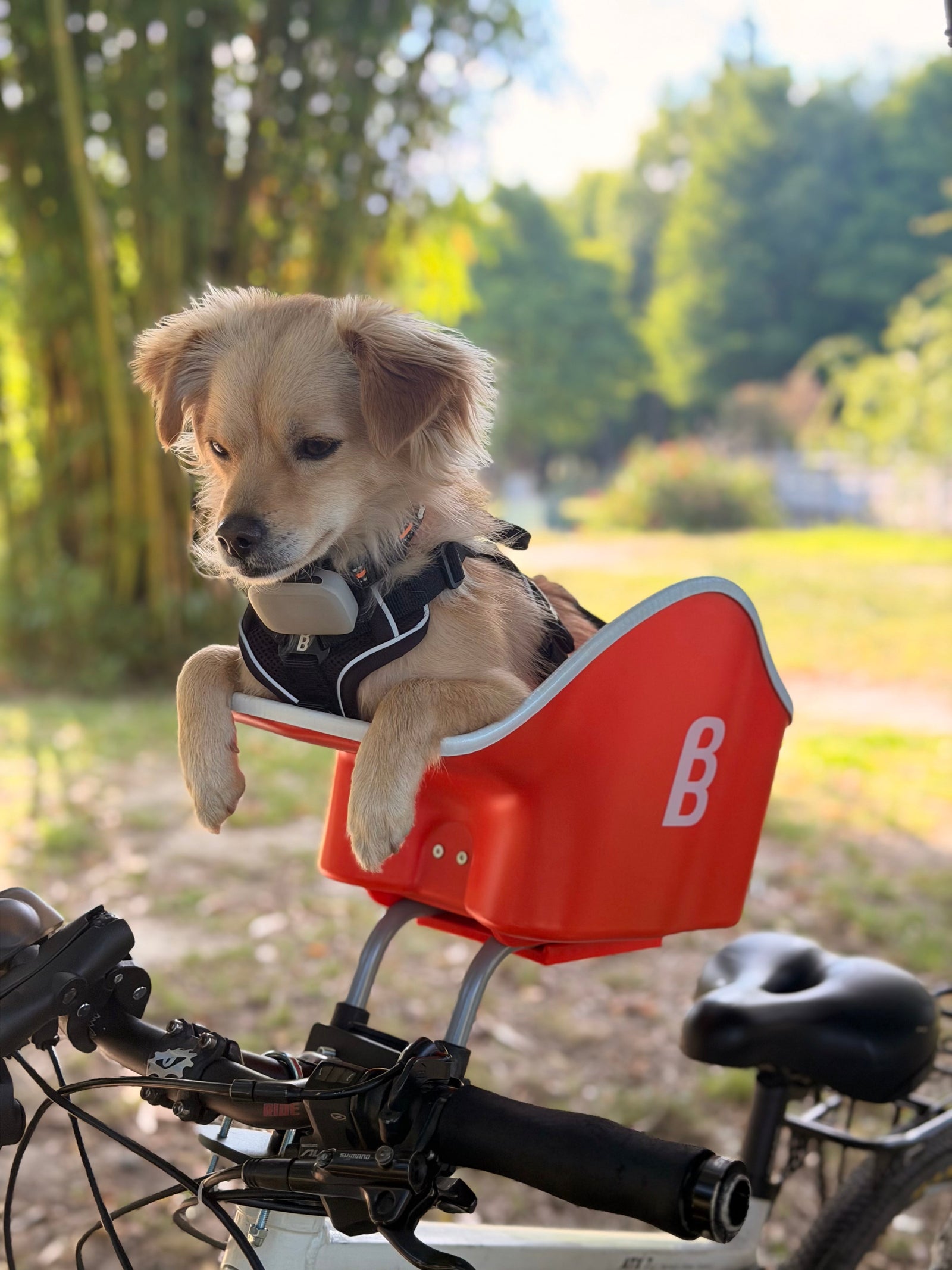 Fietsmand voor honden: de beste keuze voor jouw hond SpirePets