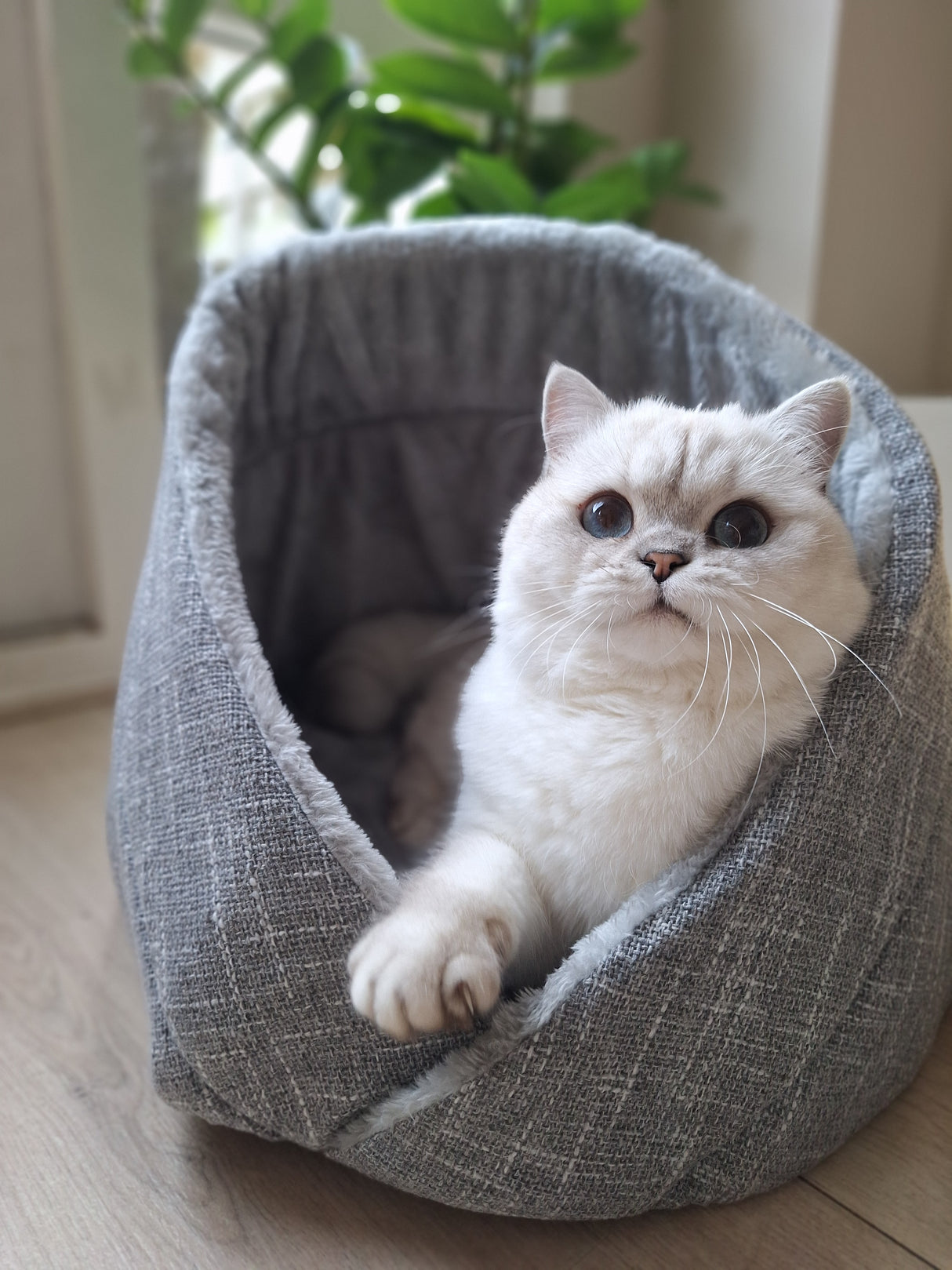 Momo kattenbed - kattenmand - SpirePets