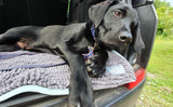 Henry Wag Microvezel Noodle Huisdier Mat - XL droogmat hond - SpirePets