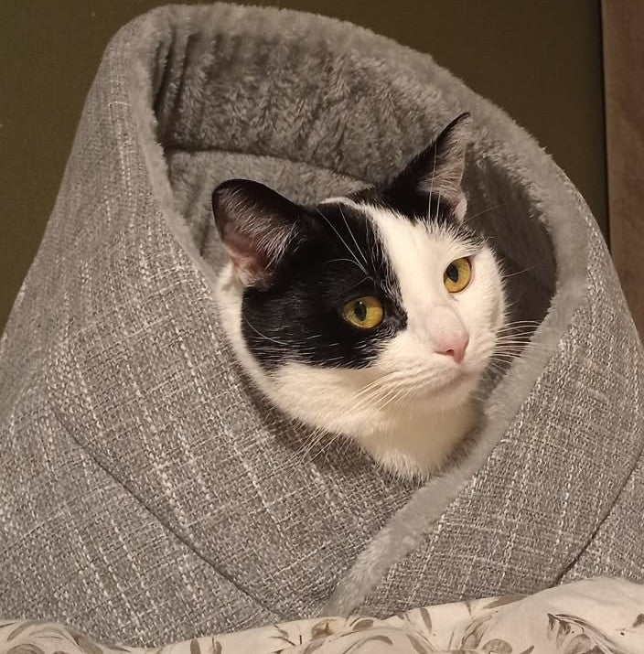 Momo kattenbed - kattenmand - SpirePets