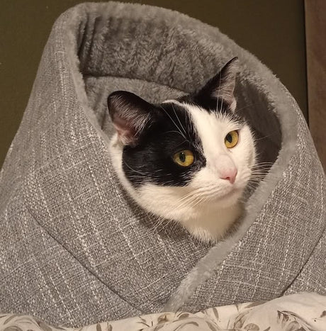 Momo kattenbed - kattenmand - SpirePets