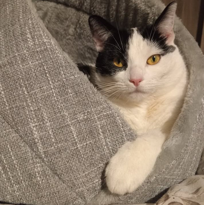 Momo kattenbed - kattenmand - SpirePets