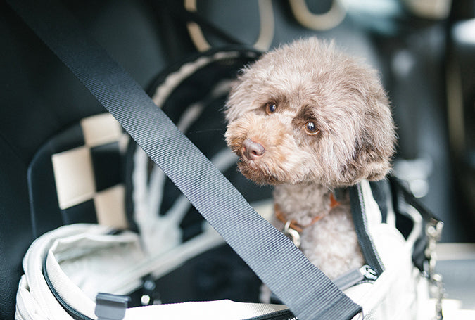 ISOFIX riem voor de DOME 3 van AirBuggy - SpirePets