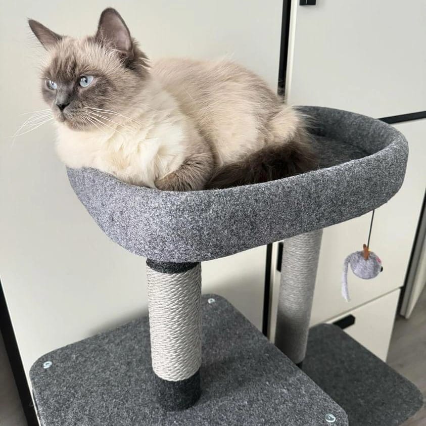 Krabpaal katten - krabmeubel ROCKY - SpirePets