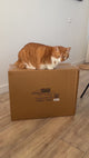 Luxe Krabpaal ROCKY – Modern Kattenmeubel met Huisje