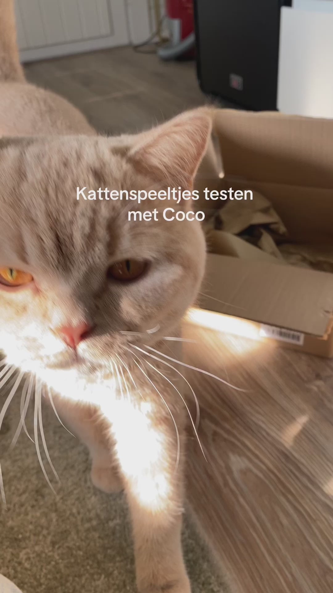 Kattenhengel met 5 veren - kattenveertjes met hengel